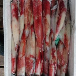 まるいち丸 ZERO-1 釣果