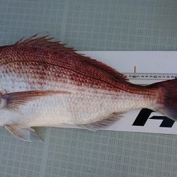 フィッシングボートACE(エース) 釣果