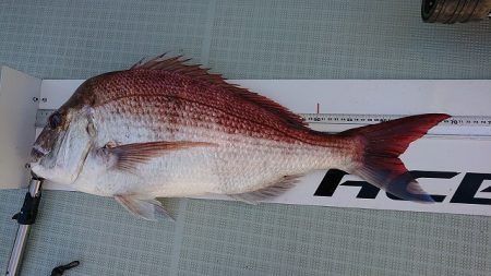 フィッシングボートACE(エース) 釣果