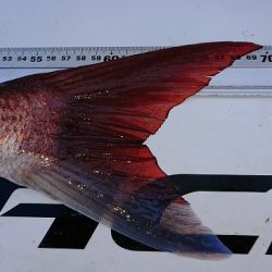 フィッシングボートACE(エース) 釣果