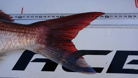 フィッシングボートACE(エース) 釣果