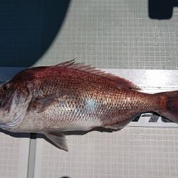 フィッシングボートACE(エース) 釣果