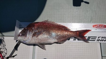 フィッシングボートACE(エース) 釣果