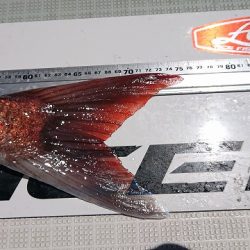 フィッシングボートACE(エース) 釣果