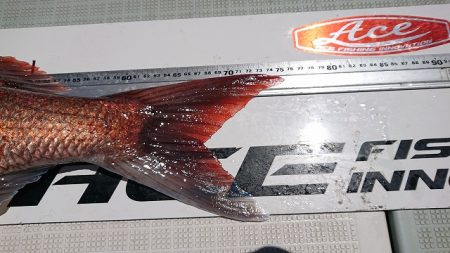 フィッシングボートACE(エース) 釣果