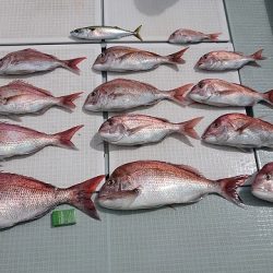 フィッシングボートACE(エース) 釣果