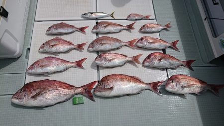 フィッシングボートACE（エース） 釣果