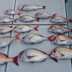 フィッシングボートACE(エース) 釣果