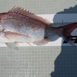 フィッシングボートACE(エース) 釣果