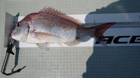 フィッシングボートACE(エース) 釣果