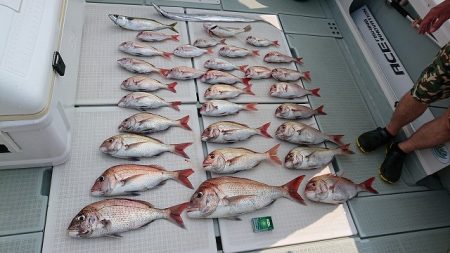 フィッシングボートACE(エース) 釣果