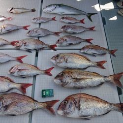 フィッシングボートACE(エース) 釣果