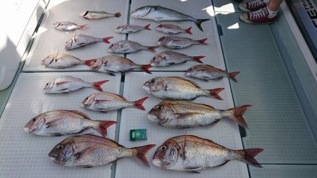 フィッシングボートACE(エース) 釣果