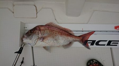 フィッシングボートACE(エース) 釣果