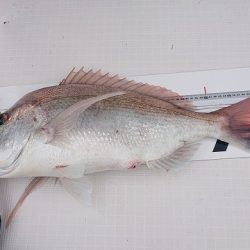 フィッシングボートACE(エース) 釣果