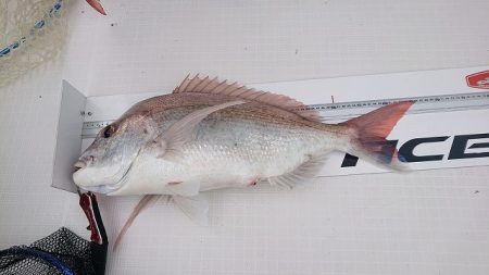 フィッシングボートACE(エース) 釣果