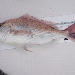 フィッシングボートACE(エース) 釣果