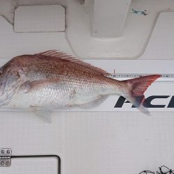 フィッシングボートACE(エース) 釣果