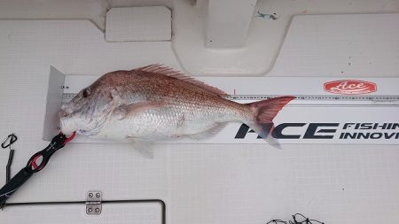 フィッシングボートACE(エース) 釣果