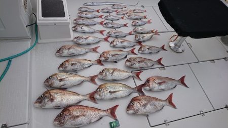 フィッシングボートACE(エース) 釣果