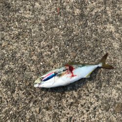 釣れてしまってジャックアイグロッキー、ありがとう！【ハヤブサ（Hayabusa）　ジャックアイグロッキー　インプレッション】