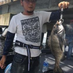 シーマジカル 釣果