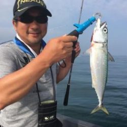 シーマジカル 釣果