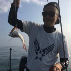 シーマジカル 釣果