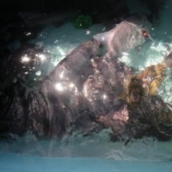 磯部釣船 直栄丸 釣果