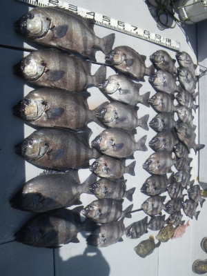 磯部釣船 直栄丸 釣果