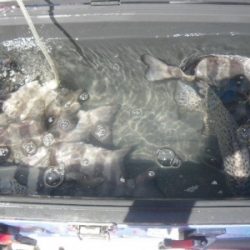 磯部釣船 直栄丸 釣果