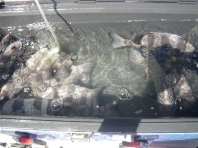 磯部釣船 直栄丸 釣果