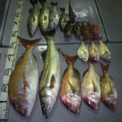 磯部釣船 直栄丸 釣果