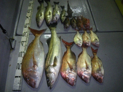 磯部釣船 直栄丸 釣果