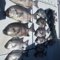 磯部釣船 直栄丸 釣果