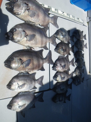 磯部釣船 直栄丸 釣果