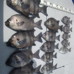 磯部釣船 直栄丸 釣果