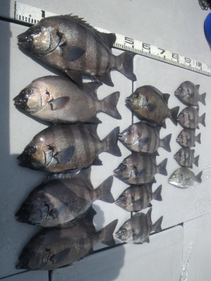 磯部釣船 直栄丸 釣果