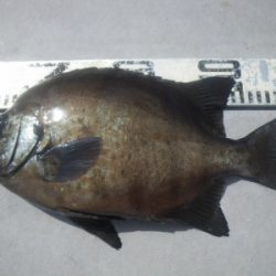 磯部釣船 直栄丸 釣果