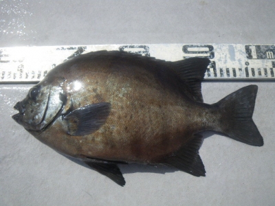 磯部釣船 直栄丸 釣果