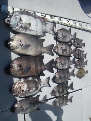 磯部釣船 直栄丸 釣果