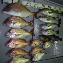 磯部釣船 直栄丸 釣果