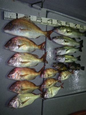 磯部釣船 直栄丸 釣果