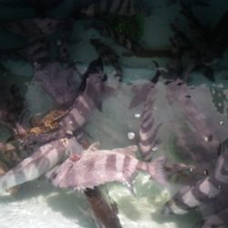 磯部釣船 直栄丸 釣果