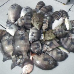 磯部釣船 直栄丸 釣果