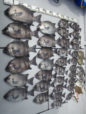 磯部釣船 直栄丸 釣果