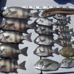 磯部釣船 直栄丸 釣果