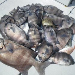 磯部釣船 直栄丸 釣果