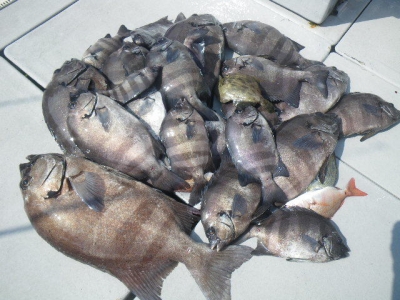 磯部釣船 直栄丸 釣果