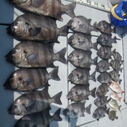 磯部釣船 直栄丸 釣果